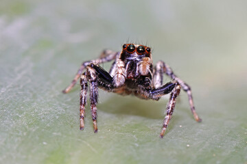 A jumper spider on a leaf
