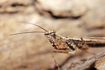 A brown grasshopper on the tree