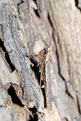 A brown grasshopper on the tree