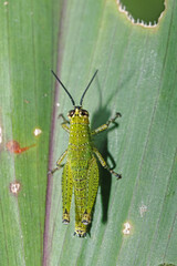 green grasshopper on a leaf