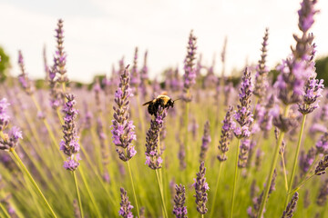 lavender flowers and a bee