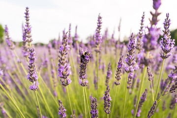 lavender flowers and a bee