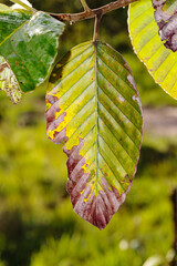 The green leaf on light