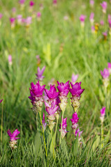 The siam tulip on green field in the morning
