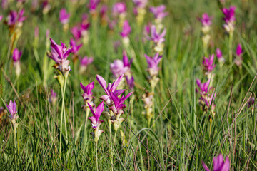 Obraz premium The siam tulip on green field in the morning