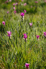 The siam tulip on green field in the morning