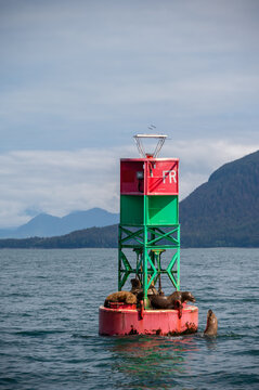 Alaskan Steller Sea Lions on a bouy in the pacific ocean.