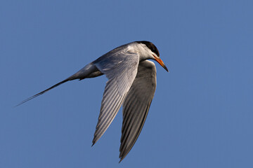Forster's tern flying in beautiful light 