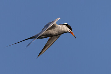 Forster's tern flying in beautiful light 