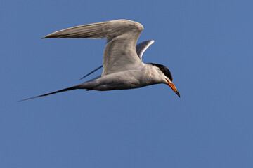 Forster's tern flying in beautiful light 