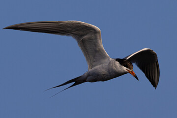 Obraz premium Forster's tern flying in beautiful light 