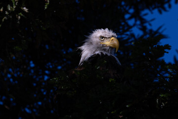 Close-up of a bald eagle perched in beautiful light, seen in the wild in  North California