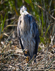 Close view of the fluffy plumage of a great blue heron, seen in the wild in North California