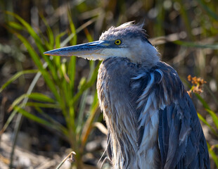 Close view of the fluffy plumage of a great blue heron, seen in the wild in North California