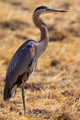 Beautiful profile view of a great blue heron, seen in the wild in North California