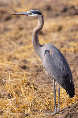 Beautiful profile view of a great blue heron, seen in the wild in North California