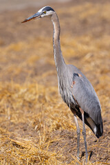 Beautiful profile view of a great blue heron, seen in the wild in North California