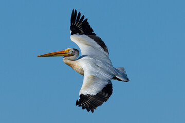 American white pelican flying, seen in the wild in North California