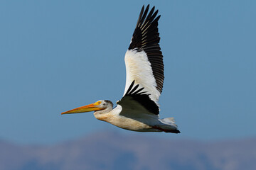 American white pelican flying, seen in the wild in North California