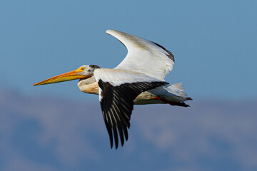 Fototapeta na wymiar American white pelican flying, seen in the wild in North California