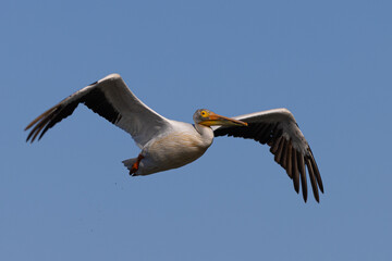 American white pelican flying, seen in the wild in North California