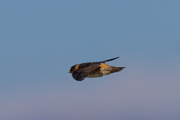 Close view of a barn swallow