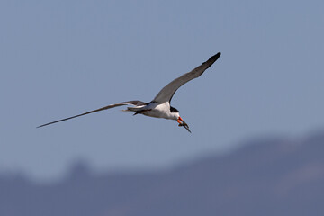 Forster's tern flying in beautiful light with a fish in his beak