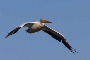 American white pelican flying, seen in the wild in North California