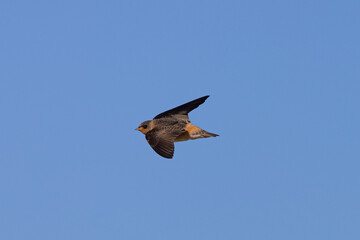 Close view of a barn swallow