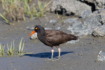 Black Oystercatcher, seen in the wild in North California