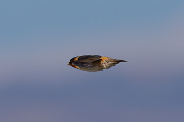 Close view of a barn swallow