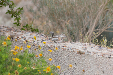Tiny paws and quick speed from San Joaquin antelope squirrel Ammospermophilus nelsoni running through the desert botanical garden