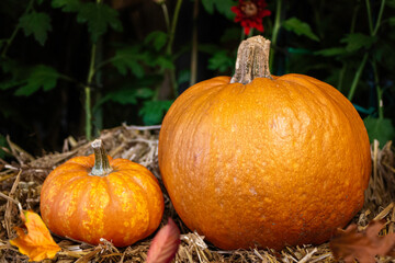 Big and small orange pumkin sitting on hay in fall garden background, fall season