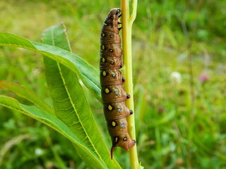 A caterpillar of a hawk moth on a branch of a narrow- leaved cypress
