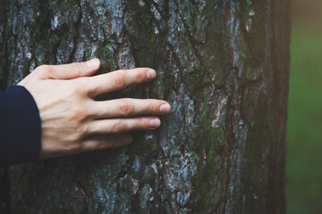 Young woman hand touching old tree bark, protect and love nature concept, forest background