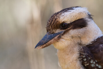 Kookaburra closeup portrait, Sydney, Australia