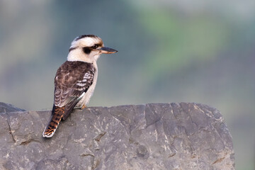 Kookaburra perched on a rock, NSW