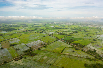 Obraz premium Green rice fields of farmers in rural area on Sri Lanka.