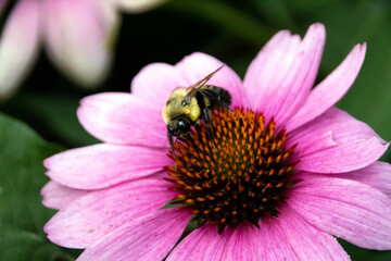 bee on flower