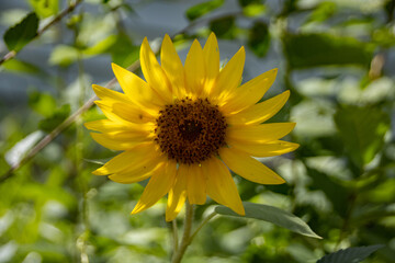 Obraz premium sunflower in the garden