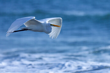 Egret. Bird. Bird flying. Bird texture. Natural background. Animal background. 