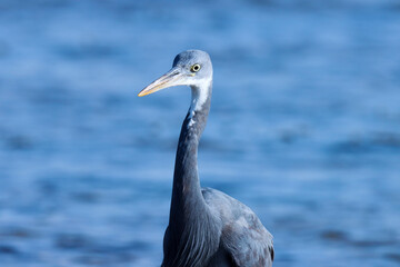 Beautiful white, grey, egret on blue, aqua background. Beautiful bird in nature. Western reef heron.
