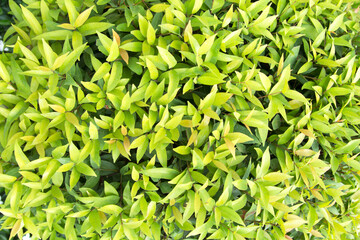 Obraz premium orange and green Christina trees are planted for garden decorations and as natural beautifying garden walls and beautifying gardens to produce oxygen, purify the air and purify natur