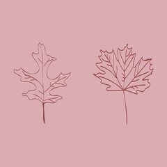 Isolated red maple and oak leaves, vector hand drawn illustration