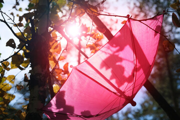 Autumn scene. Pink umbrella on autumn tree in the forest, soft light and shadow