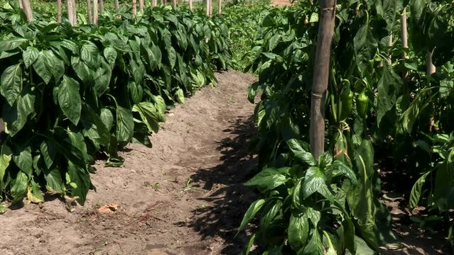 Beautiful plantation of peppers, with the leaves and green peppers