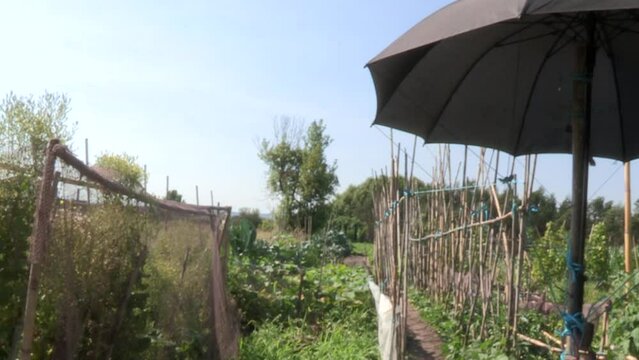 Image of a vegetable garden with various vegetables and fruits, with a dark hat for shade