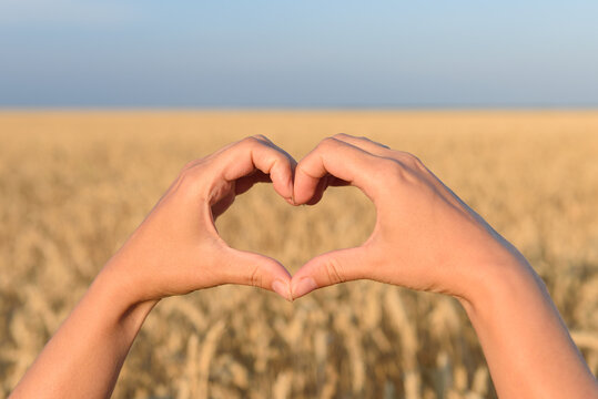symbol of the heart from the hands on the background of wheat. harvest care concept