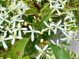 【夏に咲く白い花】仙人草