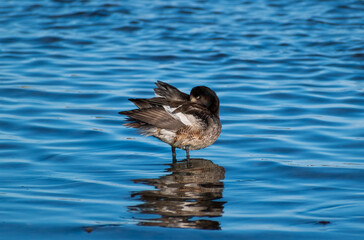Fototapeta premium pato silvestre de colores negros, blanco y café, desplumándose en las orillas del mar, mar azulado, costa marina 